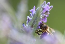 4 Biene Auf Blauer Blume